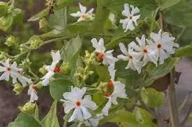 Jasmine flower seeds - NON GMO Seeds Dhara Seeds