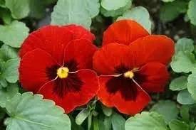 Viola Red Blue Flower Seeds for Planting - NON GMO Seeds Dhara Seeds