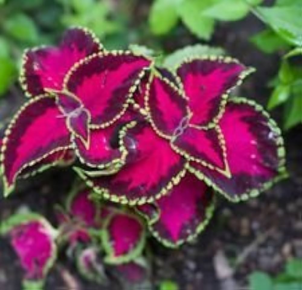 Fairway Pink Coleus – Plectranthus scutellarioides – for planting in garden