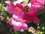 Pink Climbing Foxglove Flower Seeds for Planting - NON GMO Seeds Dhara Seeds