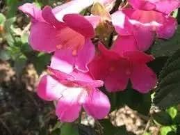 Pink Climbing Foxglove Flower Seeds for Planting - NON GMO Seeds Dhara Seeds