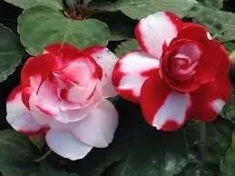 Camellia Impatiens Flower Seeds for Planting - NON GMO Seeds Dhara Seeds