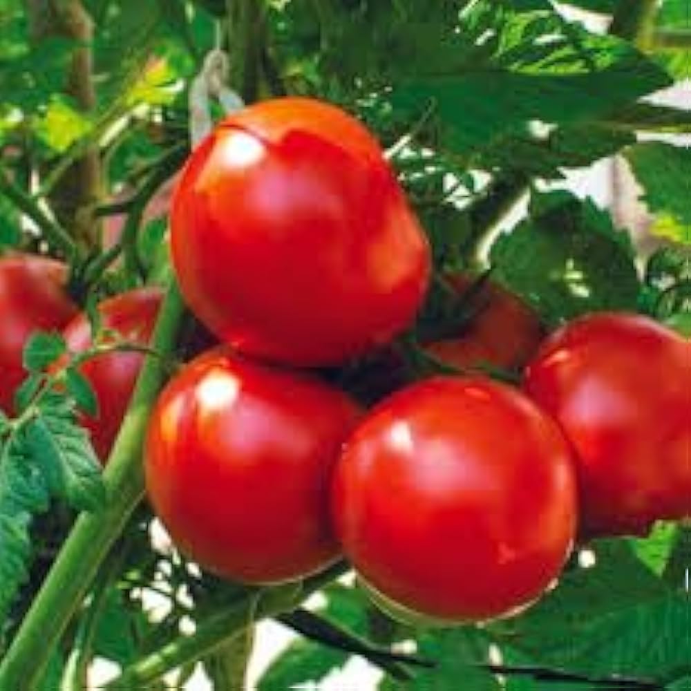 Tomato Solanum Lycopersicum Moscow VR Vegetable Seeds for Planting – Heirloom Variety for Backyard Gardening and Slicing