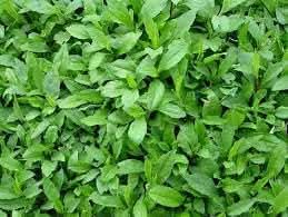 Kalimeris Kalimeris spp. seeds for garden planting