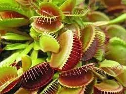 Carnivorous Plant Seeds for Garden Planting - NON GMO Seeds for planting in home garden