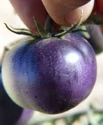 Tomato Seeds for Planting, Blue