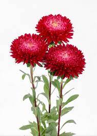 Plum Red China Aster Callistephus Chinensis Flower Seeds