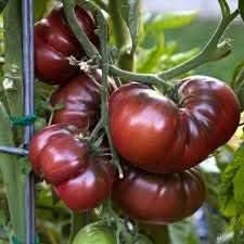 Large Barred Boar Heirloom Tomato Solanum lycopersicum for planting in home garden