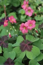 Oxalis Flower Planting Seeds for Garden NON GMO Seeds Dhara Seeds
