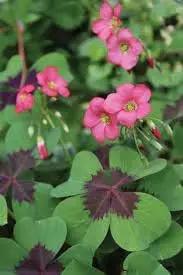 Oxalis Flower Planting Seeds for Garden NON GMO Seeds Dhara Seeds
