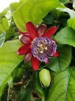 Riesengranadilla Flower Seeds for Planting – NON GMO Seeds Dhara Seeds