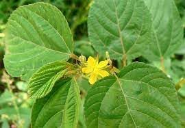 Corchorus Flower Seeds for Planting - 100 seeds for planting in home garden