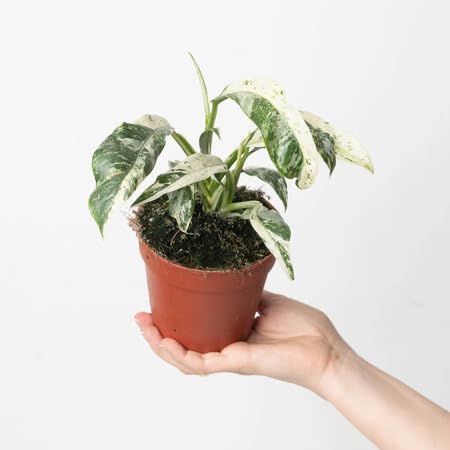 Green Puberula - Heirloom, Non - Gmo Seeds