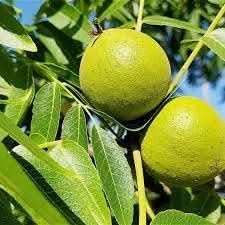 Juglans hindsii fruit seeds