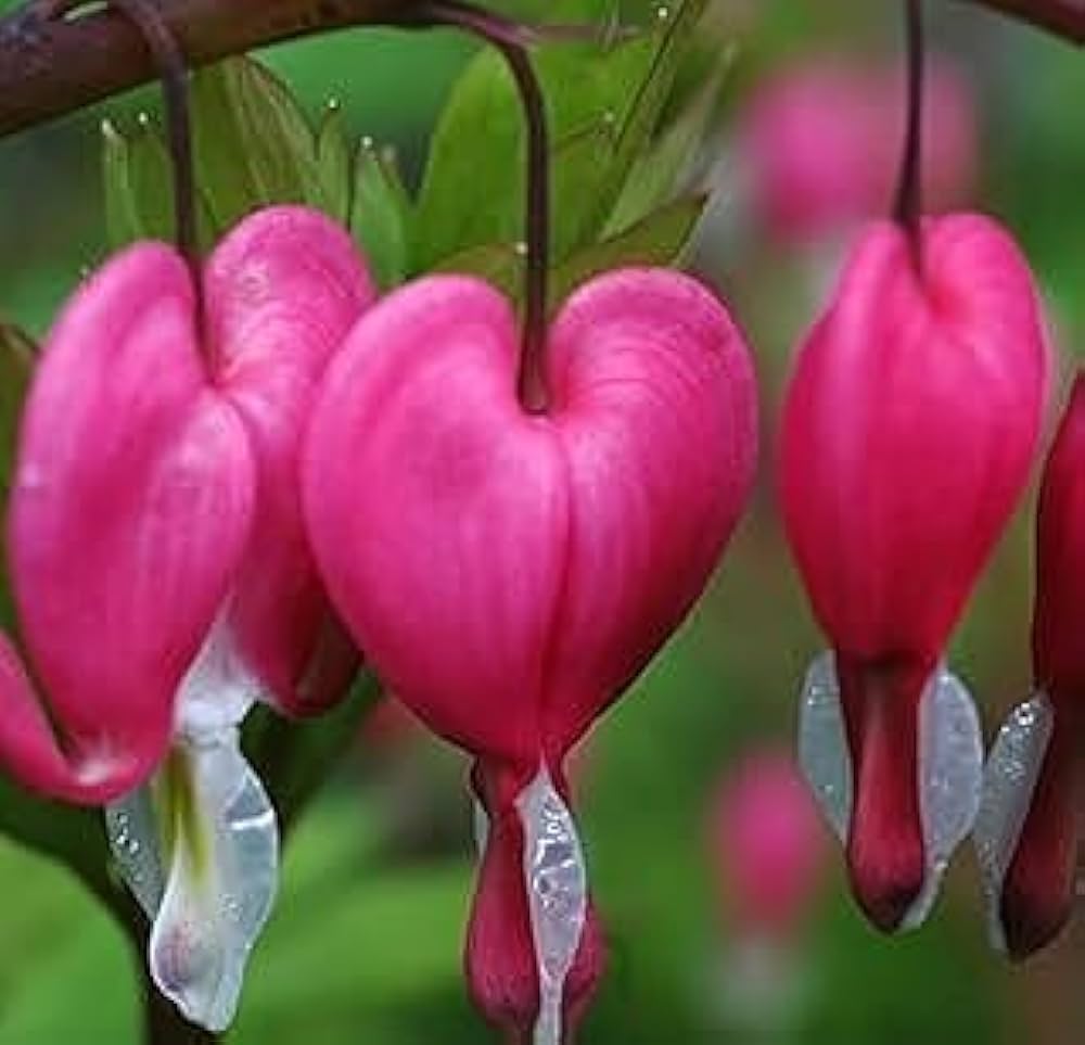 Bleeding Heart Dicentra Spectabilis Seeds for Planting Outdoor Garden Shade Area