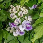 Vigna Caracalla Flower Seeds for Planting – NON GMO Seeds Dhara Seeds