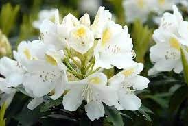 Catawbiense Flower Seeds Heirloom Non GMO Planting - 100 for planting in home garden