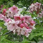 Javanica Flower Seeds for Planting - NON GMO Seeds Dhara Seeds