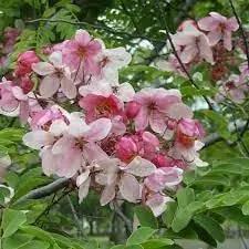 Javanica Flower Seeds for Planting - NON GMO Seeds Dhara Seeds