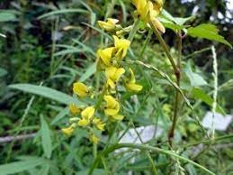 Corchorus Flower Seeds for Planting - 100