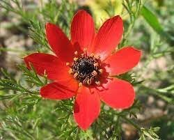 Adonis Flower Seeds for Garden Planting - 100 pcs for planting in your garden.