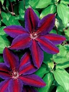 Red Purple Clematis Flower Seeds – Heirloom Non-GMO Vining Blooms for Garden Planting seeds for planting in home garden
