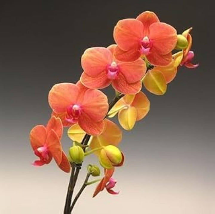 Orange Butterfly Orchid Flower Seeds for Planting - 100 pcs
