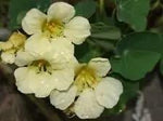 Light Yellow Nasturtium Flower Seeds for Planting - NON GMO Seeds Dhara Seeds