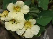 Light Yellow Nasturtium Flower Seeds for Planting - NON GMO Seeds for planting in home garden