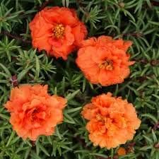 Portulaca Moss Flower Seeds for Planting 100