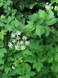 organic-high-germination-garden-ground-cover-seeds

