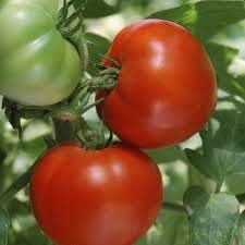 Burbank Tomato Seeds for Planting