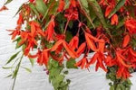 Boliviensis Flower Seeds for Planting - NON GMO Seeds Dhara Seeds