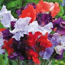 Pea Flower Seeds for Planting – 100
