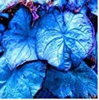 Caladium Sky Blue Flower Seeds for Planting NON GMO Seeds for planting in home garden
