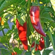 Basque vegetable heirloom seed mix for garden planting