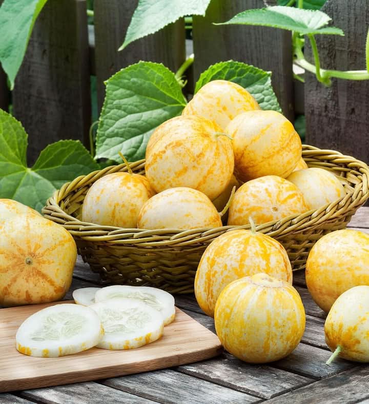 Lemon Cucumber Seeds for Planting - Grow Natural Vegetables at Home Garden