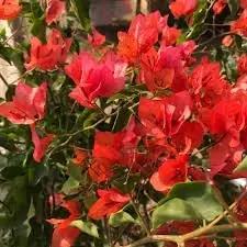 Bougainvillea Flower Seeds for Garden Planting - NON GMO Seeds for planting in home garden