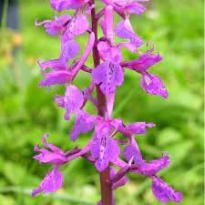 Mascula Flower Seeds for Planting, 100 pcs