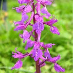 Mascula Flower Seeds for Planting, 100 pcs for planting in your garden.