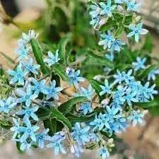 Tweedia Flower Planting Seeds for Garden NON GMO Seeds for planting in home garden