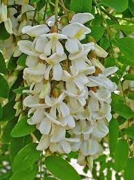 Robinia Plant Seeds for Planting - 100