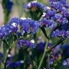Statice Pale Blue Flower Seeds for Planting - NON GMO Seeds Dhara Seeds