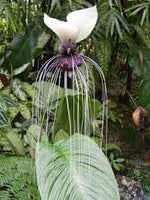 Tacca Nivea Bat Flower Seeds – Heirloom Non-GMO Seeds for Rare and Exotic Garden Planting - Nivea for planting in home garden