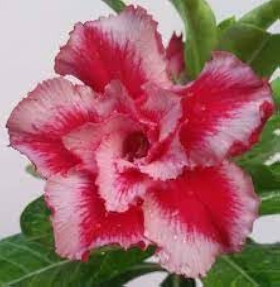 Desert Rose Adenium Obesum Triple Rouge Velours Seeds for Planting flower bed terrace