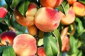 High-Yield Passion Fruit Seeds for Abundant Tropical Harvests