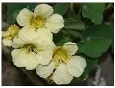 Light Yellow Nasturtium Flower Seeds for Planting - NON GMO Seeds Dhara Seeds