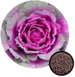 Kale vegetable – Brassica oleracea – for planting in home garden