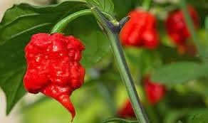 Carolina Vegetable Seeds for Planting