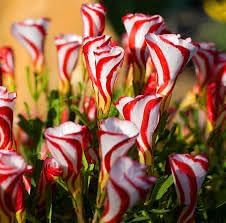 Oxalis Versicolor Flower Seeds - 100 pcs
